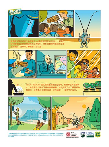 Comic-Asian Long Horned Beetle Chinese Page 2
