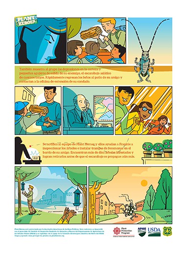 Comic-Asian Long Horned Beetle Spanish Page 2