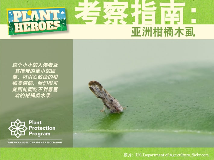 Field Guide - Asian Citrus Psyllid Chinese