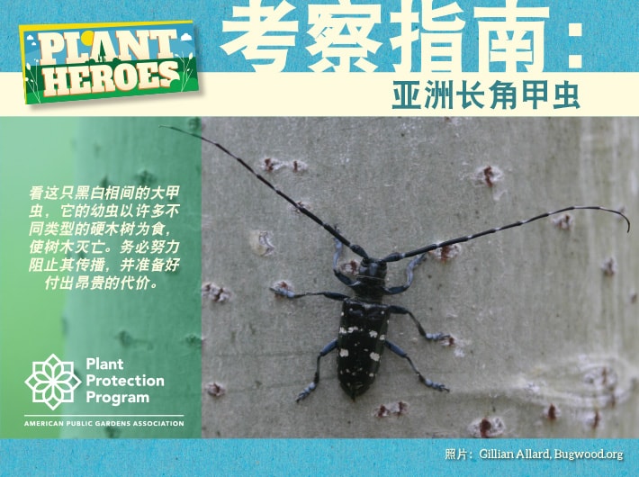 Field Guide - Asian Longhorned Beetle Chinese