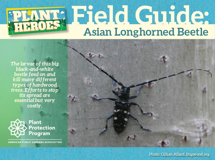 Asian Longhorned Beetel