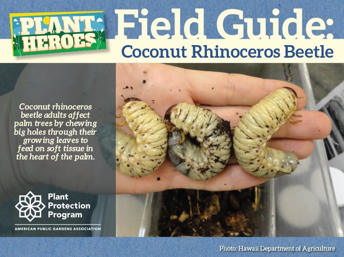 Field Guide - Coconut Rhinoceros Beetle
