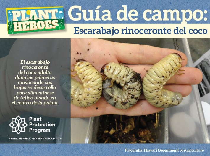 Field Guide - Coconut Rhinoceros Beetle Spanish
