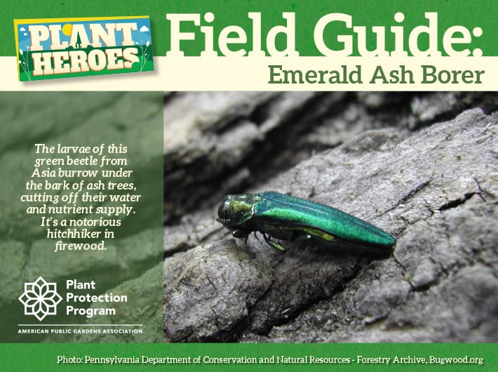 Field Guide - Emerald Ash Borer