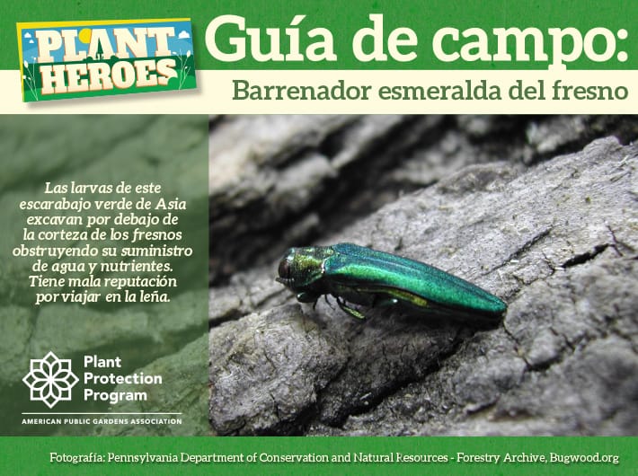 Field Guide - Emerald Ash Borer Spanish