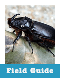 Field Guide Thumbnail Coconut Rhinoceros Beetle