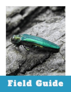 Field Guide Thumbnail Emerald Ash Borer