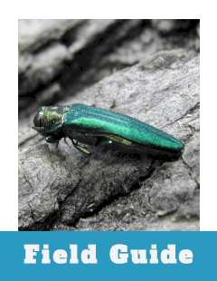 Field Guide Thumbnail Emerald Ash Borer