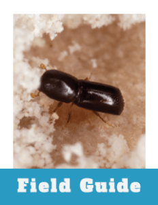 Field Guide Thumbnail Redbay Ambrosia Beetle