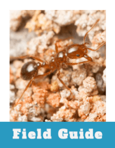 Field Guide Thumbnail Red imported fire ant