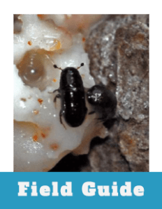 Field Guide Thumbnail Southern Pine Beetle