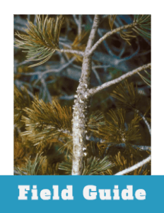 Field Guide Thumbnail White Pine Blister Rust