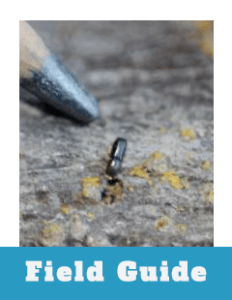 Field Guide Thumbnail Walnut Twig Beetle