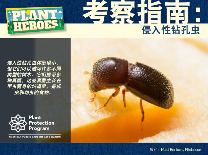 Field Guide - Invasive Shot-Hole Borer Chinese