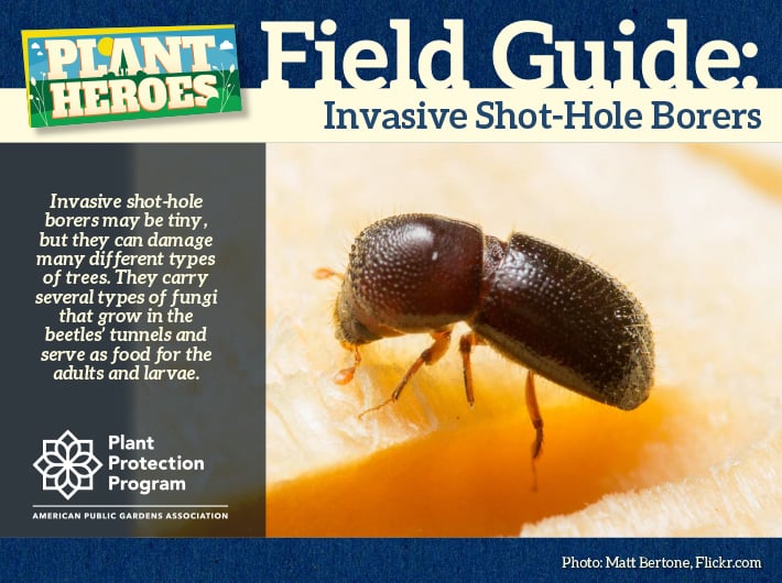 Field Guide - Invasive Shot-Hole Borer