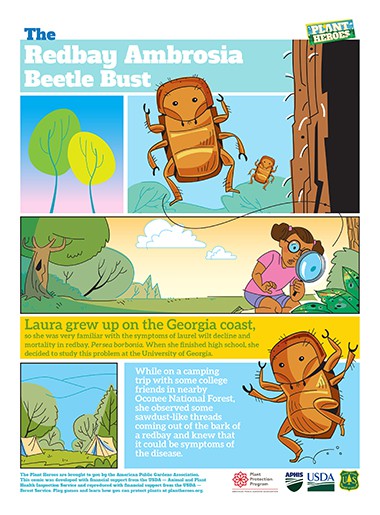 Comic- Redbay Ambrosia Beetle Page 1