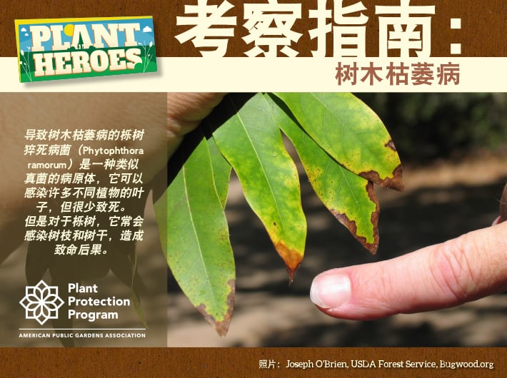 Field Guide - Ramorum Blight (Sudden Oak Death) Chinese