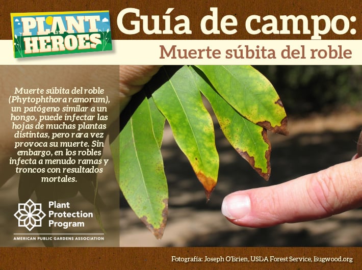 Field Guide - Ramorum Blight (Sudden Oak Death) Spanish