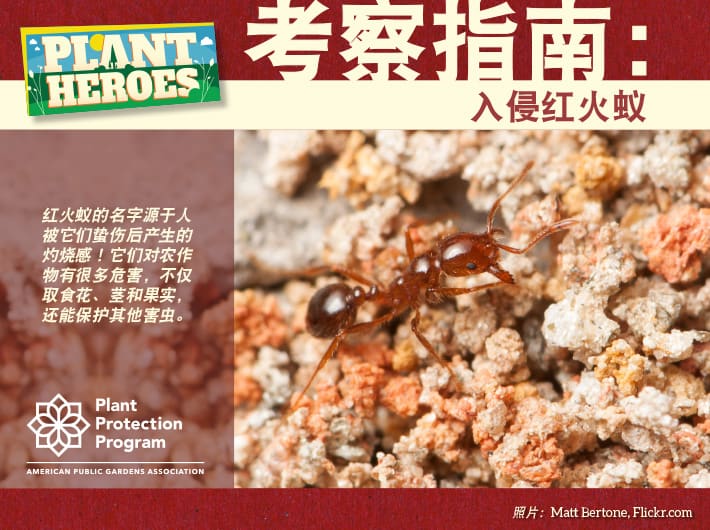 Field Guide - Red Imported Fire Ant Chinese