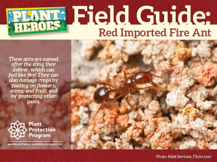 Field Guide - Red Imported Fire Ant