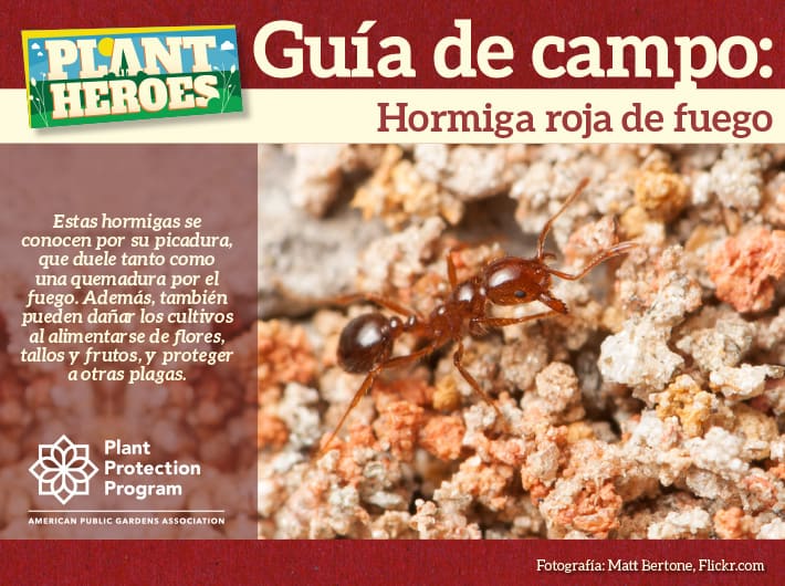 Field Guide - Red Imported Fire Ant Spanish