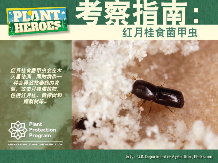 Field Guide - Redbay Ambrosia Beetle Chinese