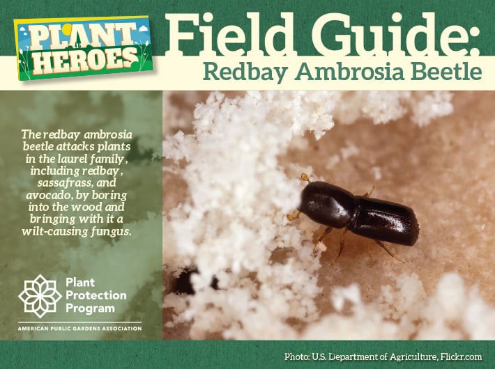 Field Guide - Redbay Ambrosia Beetle