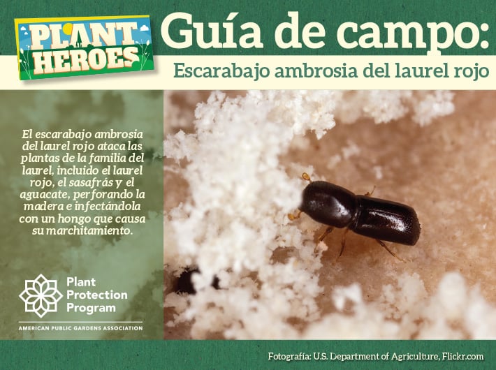 Field Guide - Redbay Ambrosia Beetle Spanish