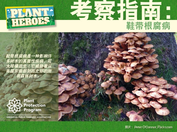 Field Guide - Shoestring Root Rot Chinese