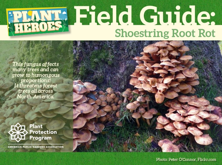 Field Guide - Shoestring Root Rot