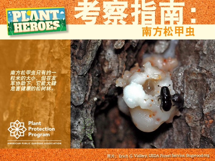 Field Guide - Southern Pine Beetle Chinese