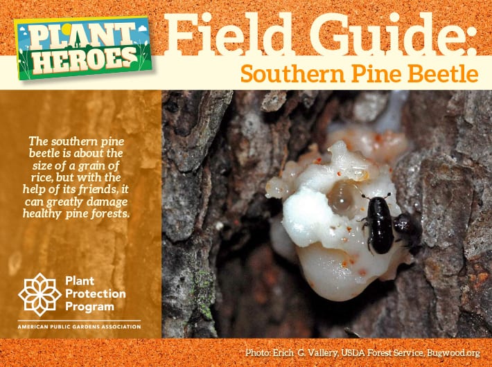 Field Guide - Southern Pine Beetle