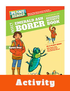 Thumbnail Activity Emerald Ash Borer K3