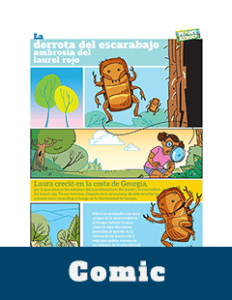 Comic Thumbnail Redbay Ambrosia Beetle Spanish