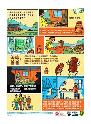 Comic Walnut Twig Beetle Chinese Page 2