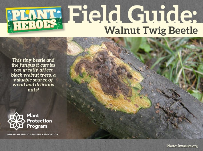Field Guide - Walnut Twig Beetle