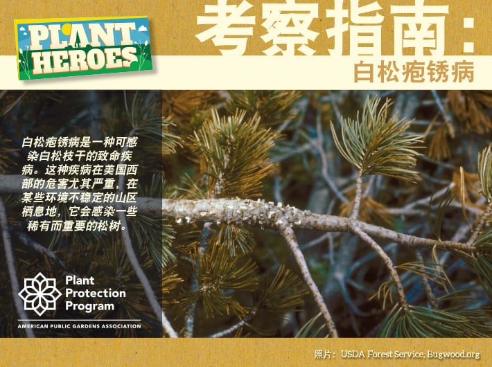Field Guide - White Pine Blister Rust Chinese