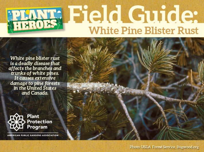 Field Guide - White Pine Blister Rust