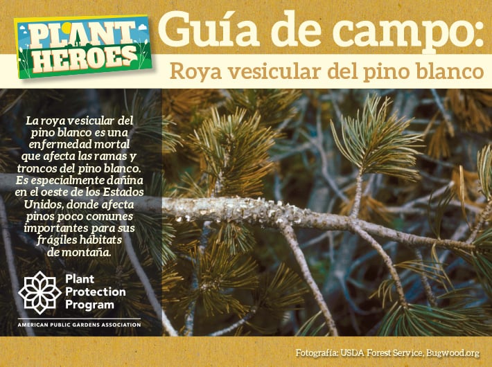 Field Guide - White Pine Blister Rust Spanish