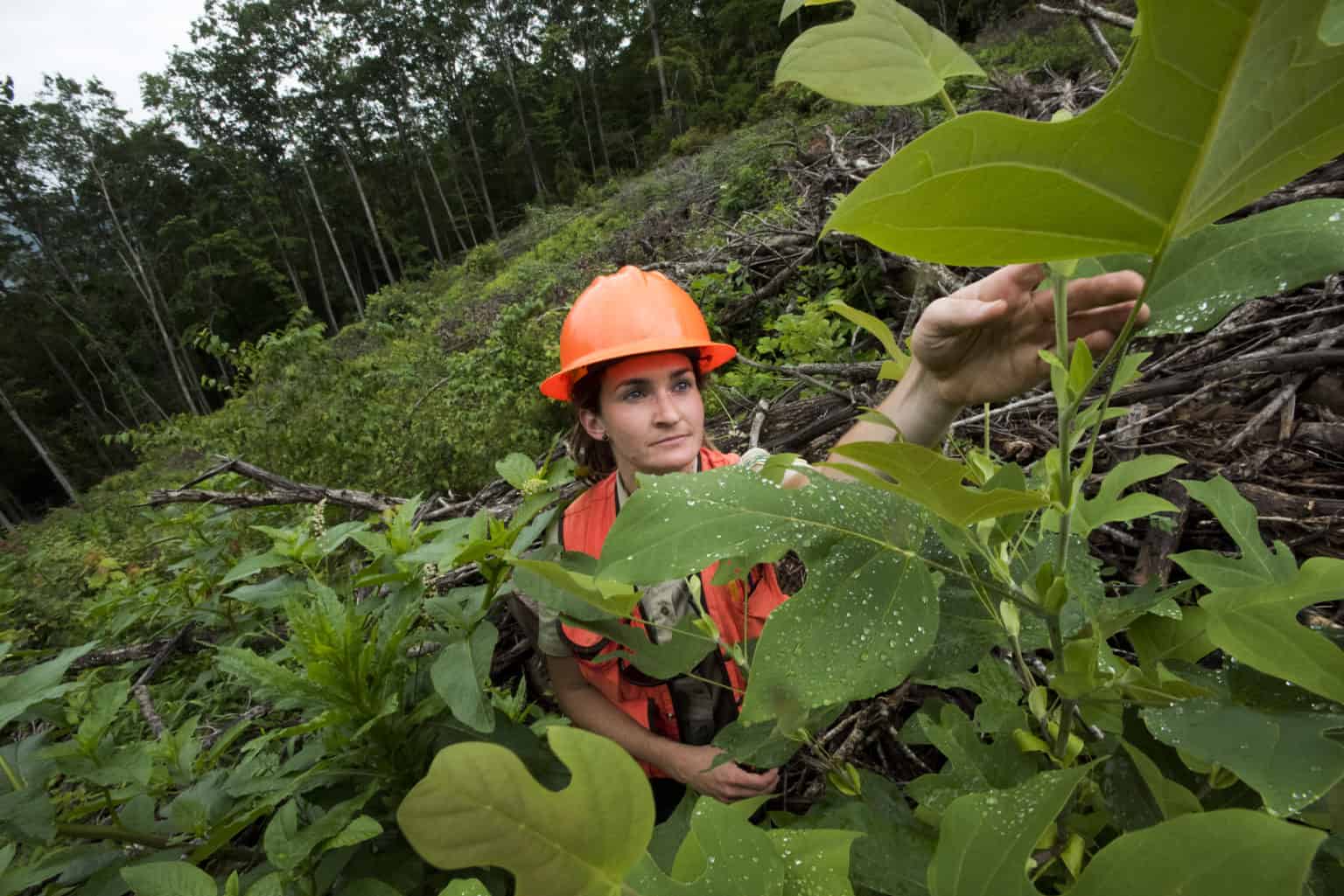 Rachael Biggs, Forest Service Silviculturist, examines plant life at timber sale on the North Mills area on the Pisgah Ranger District of the Pisgah National Forest, NC, on Friday July 28, 2017. (USDA Photo by Lance Cheung)
