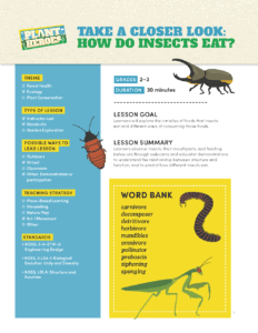 How do Insects Eat?