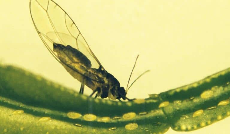 Asian Citrus Psyllid nymphs and adult