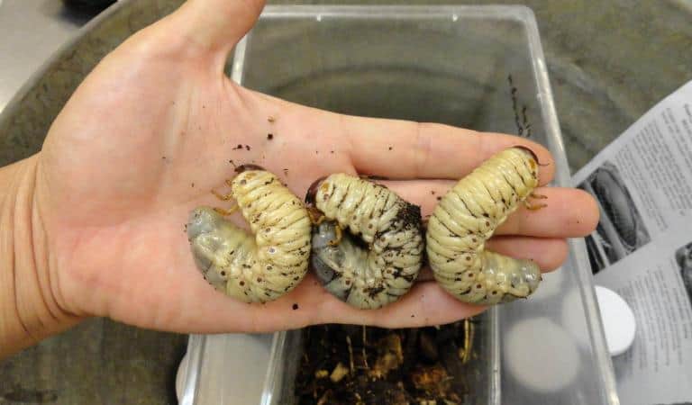 Coconut Rhino Beetle larva courtesy of the Hawaii Department of Agriculture