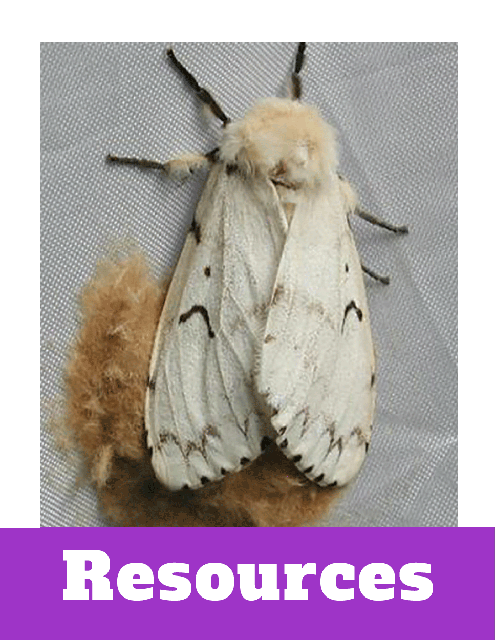 Spongy Moth Resources | Plant Heroes