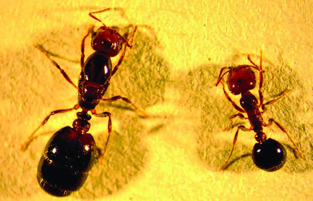 Red imported fire ant queen and worker