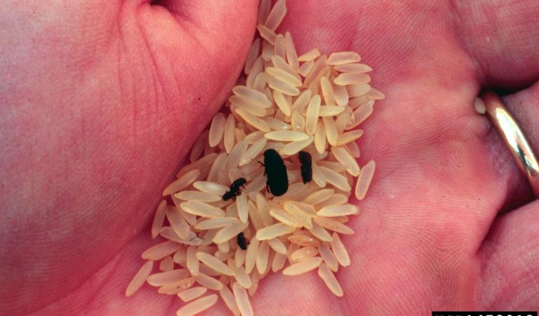 Southern Pine Beetle size comparison to rice, courtesy of the North Carolina Forest Service