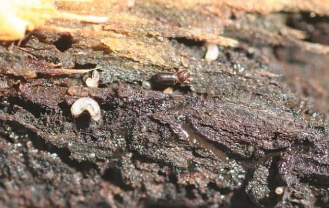 Walnut Twig Beetles