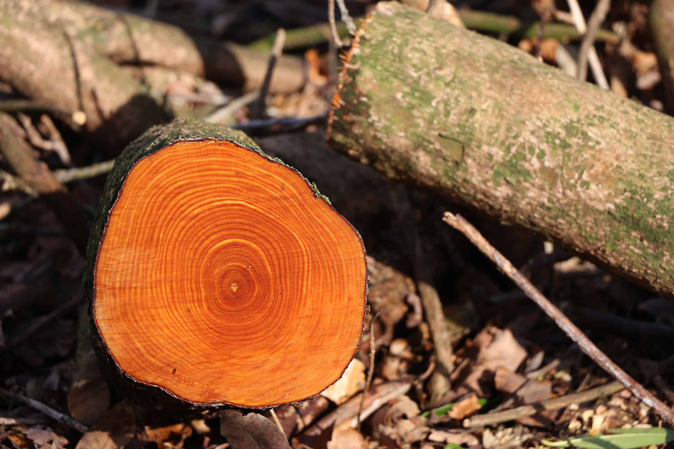 Tree rings, courtesy of Phil Connell / Flickr