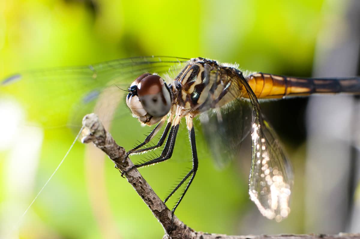 Dragonfly courtesy of Matt Bertone / Flickr