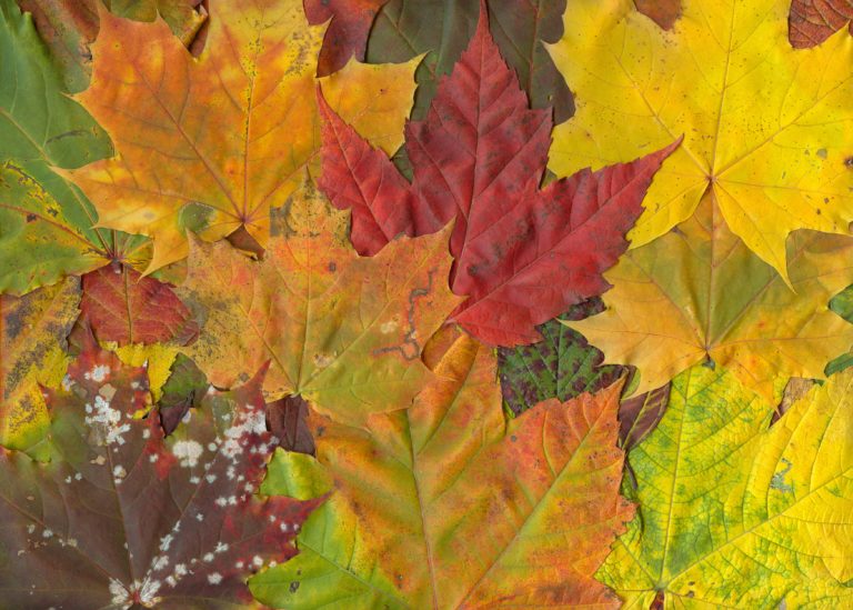 Maple Leaves. Micha L. Rieser / Wikimedia Commons